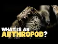 What Is an Arthropod Teach your kids about this curious group of animals