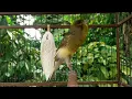 Download Lagu Kenari ngerol gacor!!! cocok untuk bahan masteran dan pancingan burung