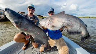 monster mississippi river catfish