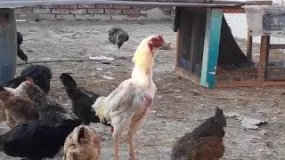 صوت أذان الديك الهندي الأبيض رائع 