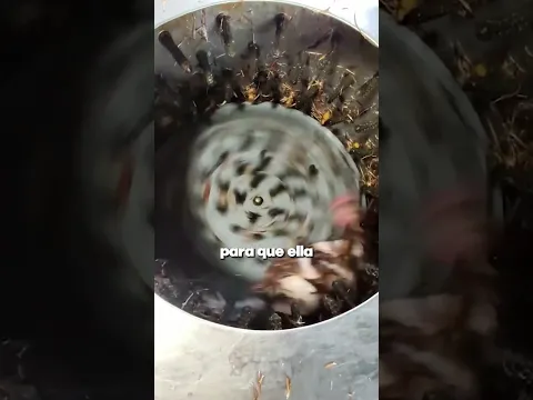 Lifehack para que tu Mascota no tenga calor