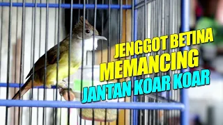 Download Cucak Jenggot betina GACOR manggil jantan cocok buat masteran dan pendongkrak emosi MP3