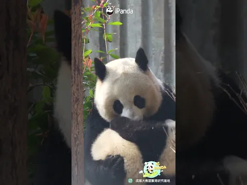 Cute Moment Between Panda Mom And Cub | iPanda #shorts