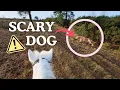 Download Lagu When a Dog Spooks Your Horse! 🐎😱 Helmet Cam POV