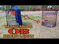 Download Lagu CIRI MURAI BATU OVER BIRAHI LIAT MUSUH \u0026 RAWATAN HARIANNYA //@RadjaMurai