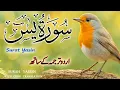 Lagu Surah Yaseen Urdu \u0026 Hindi Translation | Spiritual Tilawat by Qari Ismail Al Nouri | Episode 295