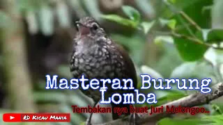 masteran burung lomba cocok untuk kacer murai batu cucak ijo 
