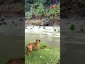 Download Lagu ANJING MENGGONGGONG MELIHAT JAGUAR DIKEPUNG BERANG BERANG #shorts #animals #jaguar #dog