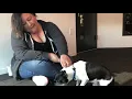 Pet of the Week Chico