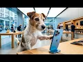 I Bought Whatever My Dog Touched