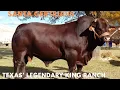 Why Santa Gertrudis Cattle Still Dominate Ranching and Profits