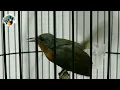 Download Lagu Suara Kolibri Wulung betina Gacor Untuk Memancing Bunyi Kowul Jantan
