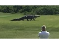 Giant Gator Walks Across Florida Golf Course | GOLF.com