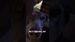 She don’t know what to think 🤔🤣😂🐾💜#fyp #dream #youtube #pets #doberman