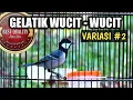 Download Lagu Gelatik batu gacor wucit panjang suara jernih #2