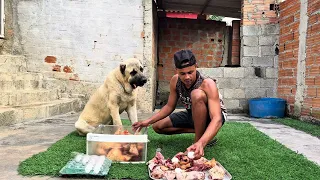 DOGO ARGENTINO E KANGAL TURCO 