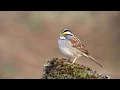 Download Lagu Burung Pipit Tenggorokan Putih Bernyanyi - 4k