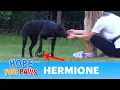Hermione stepped on a cruel coyote trap and suffered for days until a miracle happened