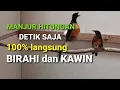 Download Lagu Murai Kawin Suara Jernih - Hitungan Detik manjur - Pasti Birahi Pasti Kawin MURAIMU