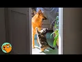 Cat Tells Giant Dog What To Do, And He Actually Listens | Cuddle Buddies