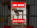 Download Lagu Burung Anis Merah Gacor Teler