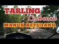 Download Lagu Tarling Lawas Cirebonan MANUK KEPUDANG ( @AkehLewaneali )