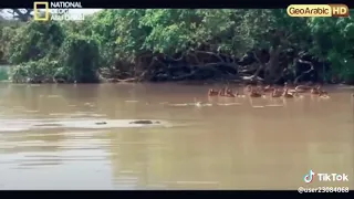 تمساح بيلوبو كينج العملاق مع صوت المعلق الرائع 