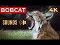 What Does a Bobcat Sound Like Growls and Warning Calls