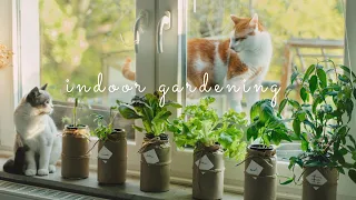 #43 Grow Vegetables 🥬 in Glass Jars - Without Soil | Hydroponic Gardening