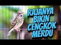 Download Lagu BLACKTHROAT GACOR SUARA JERNIH UNTUK MASTERAN KENARI SIANG HARI #03