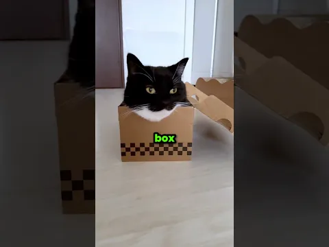 Never Let a Cat Near a Box 🐈