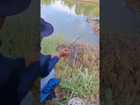 #แทบช๊อค ทีมงานมือโปร ตกปลาแบบนี้ #angler #anglerfish #fishing #