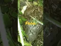 Download Lagu Bunyi #katak #kodok #shorts #sounds