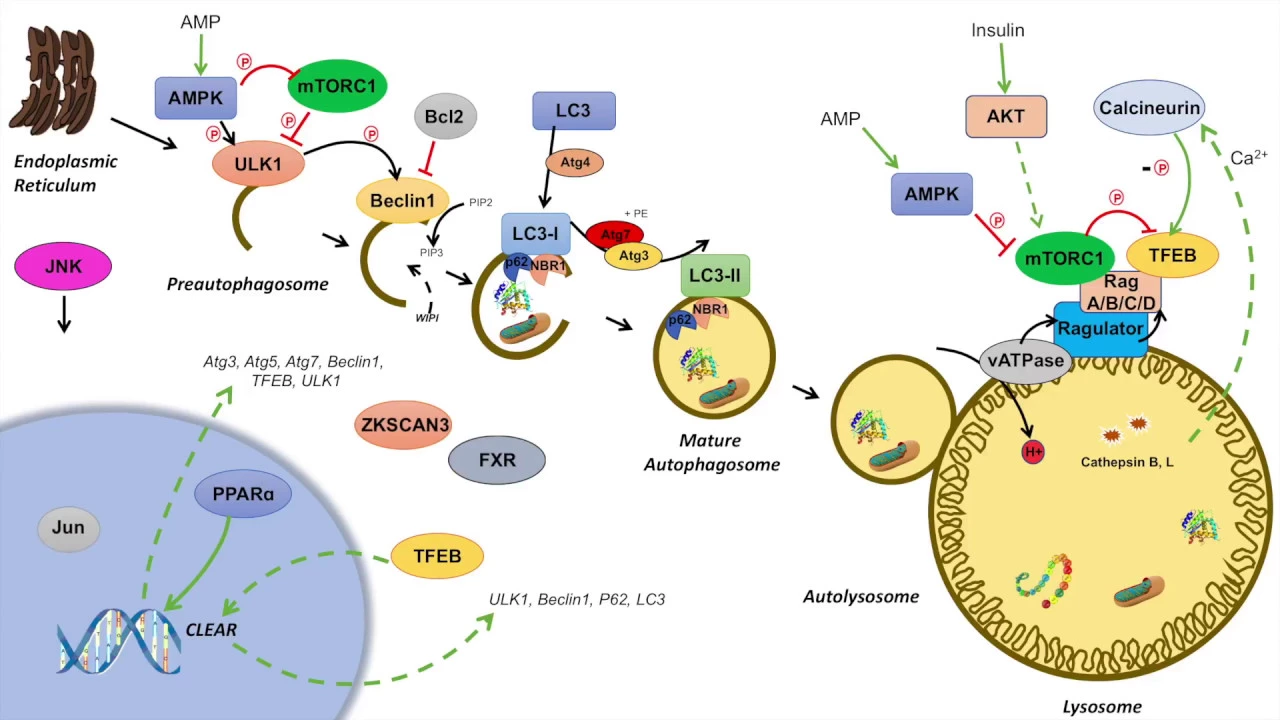 Macroautophagy | Regulation During Feeding, Fasting and Starvation