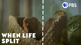When Mammals and Reptiles Split