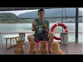 Download Lagu 给路边捡的4只流浪狗宝宝开会，公司里三个人四条狗全部降低伙食标准