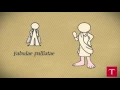 Download Lagu Plauto
