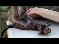 Unintentional ASMR - Monkey grooming lip smacking