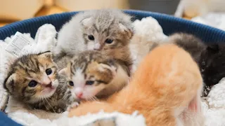 Five kittens arrived from the animal protection center