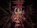 Download Lagu 6 Bambu Bertuah Paling Ampuh dan Berkhodam Sakti #shorts