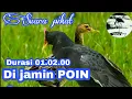 Download Lagu Terbaru....!!! Suara pikat AMPUH untuk burung Ayam-ayaman sawah.