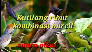 Download KUTILANG RIBUT // Suara pikat paling ampuh mp3 MP3