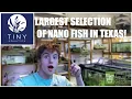This fish store has the largest selection of Nano Fish in Texas