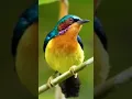 Download Lagu suara pikat burung Kolibri wulung dijamin Ampuh langsung nyaut