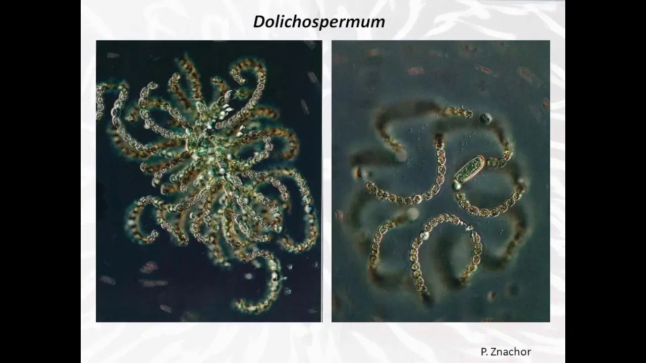 Les cyanobactéries, microscopiques mais fondamentales !