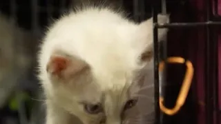 Springfield s Rescue One overrun with sick kittens