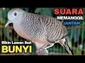 Lagu Perkutut Lokal Gacor RAJA PIKAT Ahlinya Bikin Semua Burung Perkutut Gacor Nyaut.