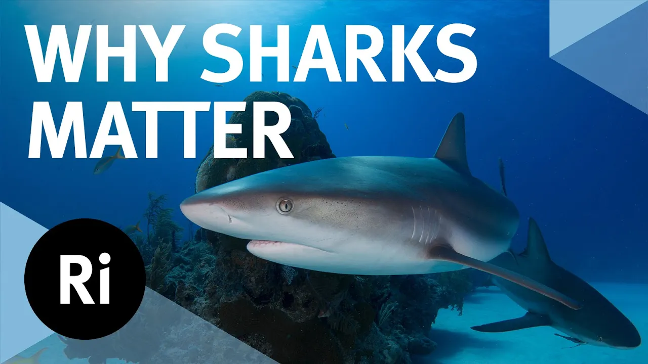 Why sharks matter - with David Shiffman