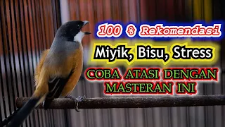 100 rekomendasi cendet miyik bisu stress coba atasi dengan masteran ini cendet isian mewah