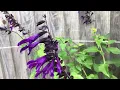 Lockdown gardening September 2023